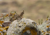 Bunting ortolan bunting (Emberiza hortulana) Faneromeni Lesvos 040516 LQ_edited-1.jpg