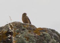 Bunting ortolan bunting (Emberiza hortulana)Faneromeni Lesvos 040516 LQ.jpg