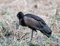 African Openbill.jpg