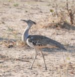 Kori Bustard.jpg