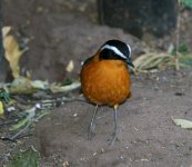 White browed Robin Chat.jpg