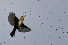 Blackcap1.jpg