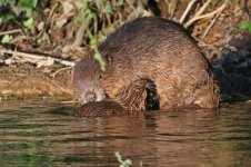 20160812 (5)_European_Beaver.JPG