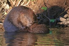 20160812 (17)_European_Beaver.JPG