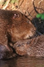 20160812 (20)_European_Beaver.JPG