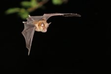 20160813 (21)_Greater_Horseshoe_Bat.JPG