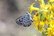 Eastern Baton Blue lt 1.jpg