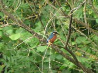 Kingfisher Male 180816.jpg