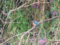 Kingfishers Ipsley Pool 180816.jpg