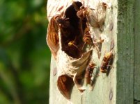 Hornet Nest 180816.jpg