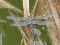 unknown dragonfly2.jpg