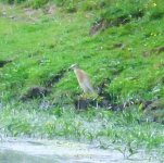 Squacco (1 crop) - 08.06.2016.jpg