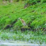 Squacco (2 crop) - 08.06.2016.jpg