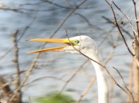 Great Egret.jpg