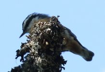 nuthatch.jpg