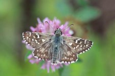 Large Grizzled Skipper lt 1.jpg