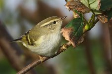 20160929 (10)_Yellow-browed_Warbler.JPG