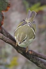 20160929 (12)_Yellow-browed_Warbler.JPG