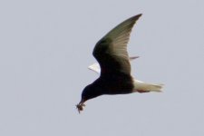 White-Winged Tern (1).jpg