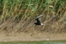 White-Winged Tern (2).jpg