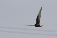 White-Winged Tern.jpg