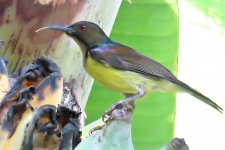 Brown-throated Sunbird, M.jpg