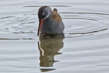 Water Rail.jpg