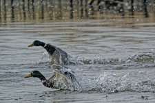 Ducks taking off 2.jpg