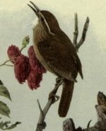 carolina wren.jpg