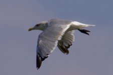 Heuglin's Gull.jpg