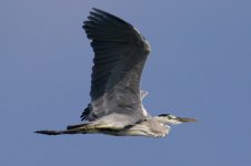 Grey Heron (4).jpg