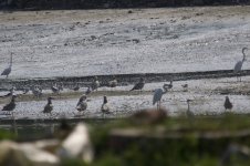 Little Egret w-Gulls.jpg