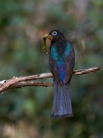 Black-headed-Trogon-Male-Back.jpg