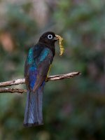 Black-headed-Trogon-Male-Side.jpg