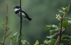 DSC00803 Chinspot Batis @ Aberdare NP.JPG