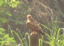 Buzzard 1 IMG_5563.JPG