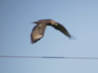 Buteo IMG_5950.JPG