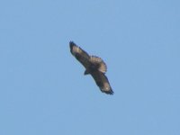 Common buzzard - closer IMG_6553.JPG