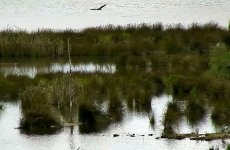 2016-09-16 Marsh Harrier.jpg