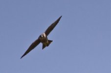 peregrine falcon-2.jpg