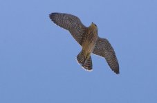 peregrine falcon-5.jpg