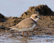 IMG_7811_Semipalmated_Plover_Juv_8_10_dpp_psp_52.jpg