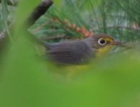 canada warbler in the garden.jpg