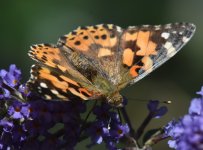 Painted Lady_Torry_021016a.jpg