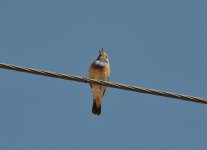 Bluethroat (1 of 1) (2).jpg