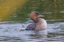 Little Grebe.jpg