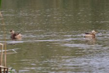 Little Grebe (1).jpg