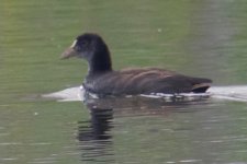 Common Coot.jpg