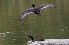 Common Coot (1).jpg