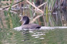 Common Coot (2).jpg